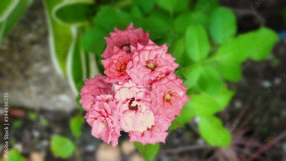 Closeup of pink roses.
Group of Damask roses blossom in backyard ,4K video top view. Closeup of pink roses.
Group of Damask roses blossom in backyard ,4K video top view.