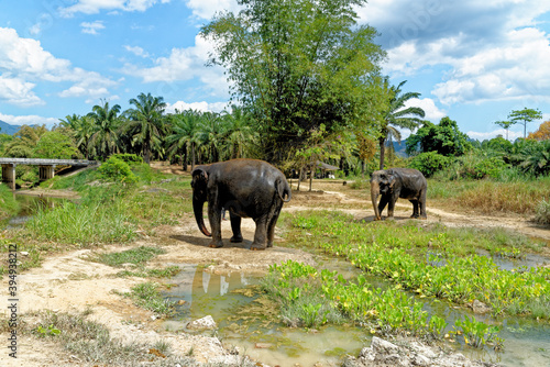 Photography Bath with Elephants at Krabi Elephant House Sanctuary