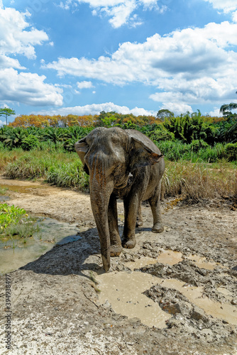 Bath with Elephants at Krabi Elephant House Sanctuary