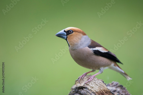 Gros-bec casse-noyaux Coccothraustes coccothraustes photo