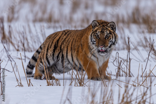Siberian Tiger running in snow. Beautiful, dynamic and powerful photo of this majestic animal. Set in environment typical for this amazing animal. Birches and meadows © vaclav