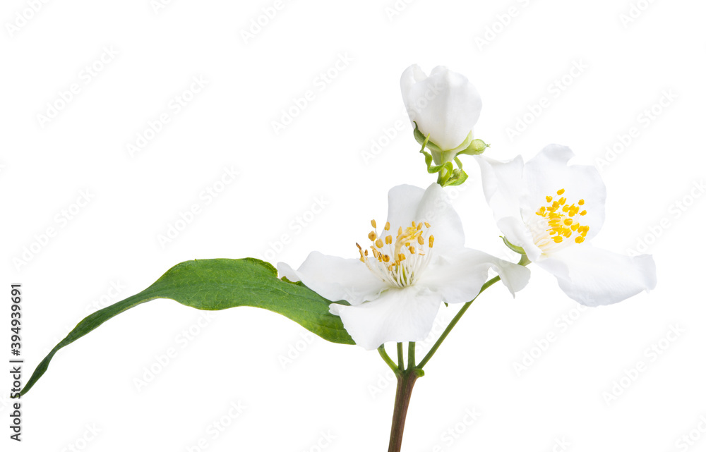 Obraz premium jasmine flower isolated
