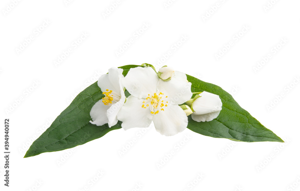 Obraz premium jasmine flower isolated