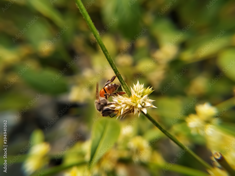 Bee on a white flower collecting pollen and gathering nectar to produce honey in the hive with copy space Bee on a white flower collecting pollen and gathering nectar to produce honey in the hive with copy space