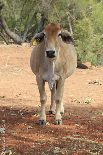 Braham cattles in the Kimberley, Western Australia photo