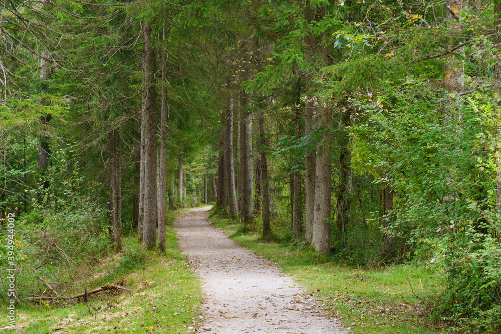 Baumallee im Kreuther Tal, Bayern, Deutschland, Europa Baumallee im Kreuther Tal, Bayern, Deutschland, Europa