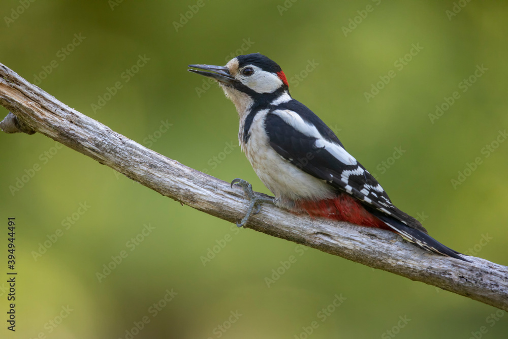 Pic épeiche Dendrocopus major