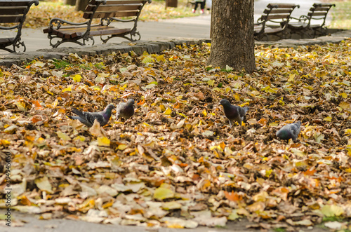Wild pigeons in a city park 