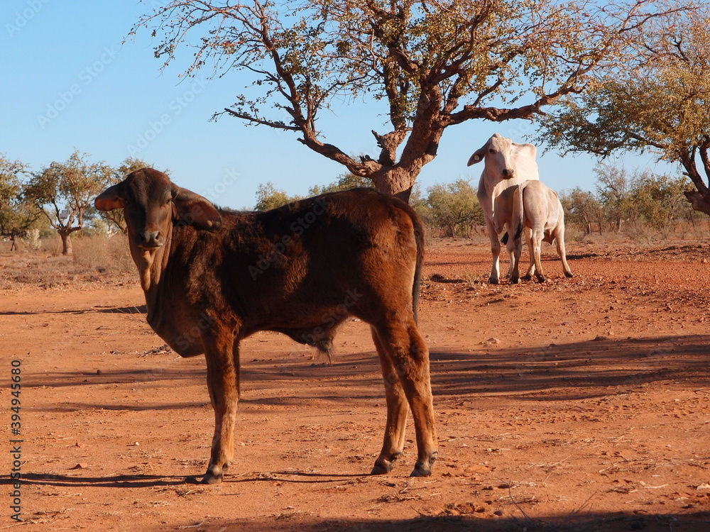 Naklejka premium Braham cattles in the Kimberley, Western Australia