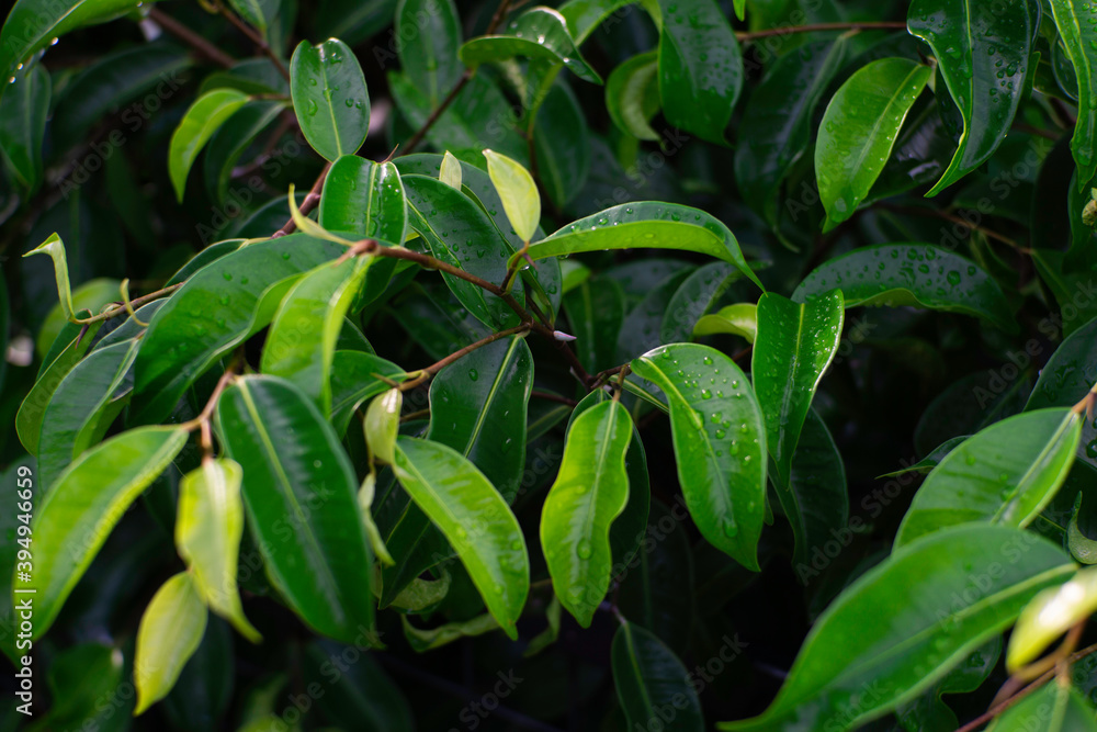 green leaves background green leaves background