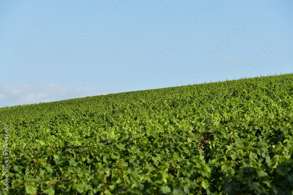 Grünes Weinlaub im Weinberg mit blauem Himmel im Sommer