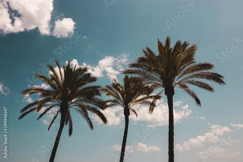 Tres palmeras sobre un bonito cielo.