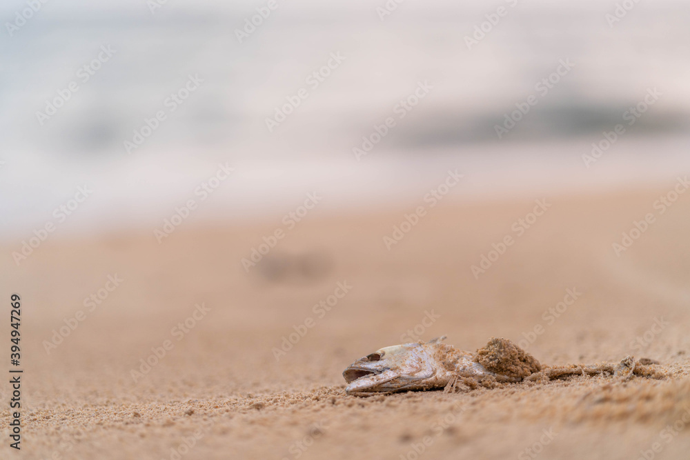 Dead Mackerel on Mai Khao Beach in Phuket. Dead Mackerel on Mai Khao Beach in Phuket.