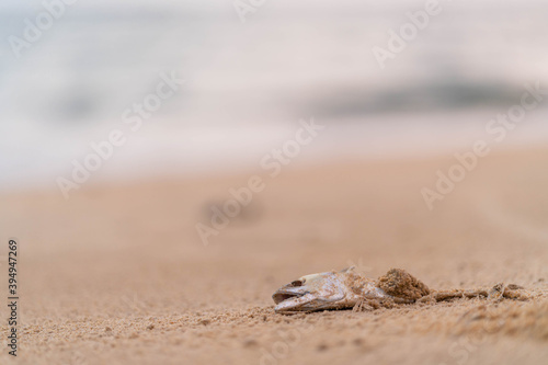 Dead Mackerel on Mai Khao Beach in Phuket. 