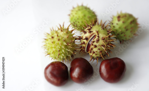 Freshly picked chestnuts on a white background. A set of chestnuts for decorative applications. Selective focus with copy space.