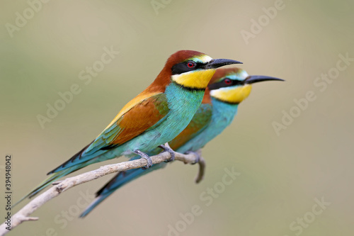 Bee-eater filmed on branches on a beautiful blurred background. Close-up and detailed photos.