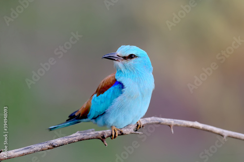 European roller photographed in very close-up sitting on a branch on a blurry beautiful background. A close-up photo with fine details of the plumage is clearly visible. Exotic photo of an exotic bird © VOLODYMYR KUCHERENKO