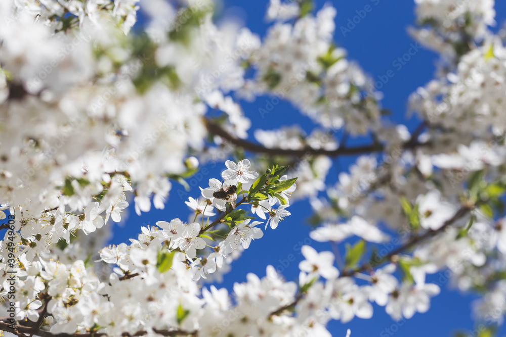 white cherry blossom in early spring time with blue sky in the background