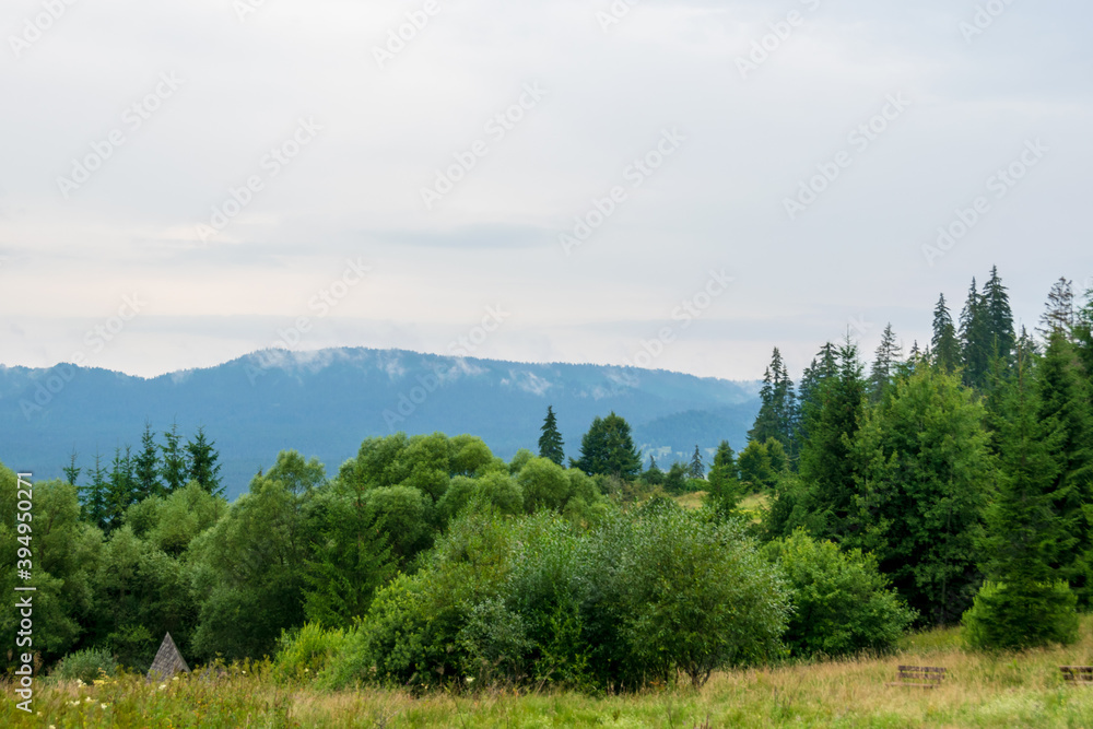 A fir forest landscape from the Fairies Garden, Borsec, Romania A fir forest landscape from the Fairies Garden, Borsec, Romania