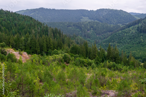 A fir forest landscape from the Fairies Garden, Borsec, Romania 