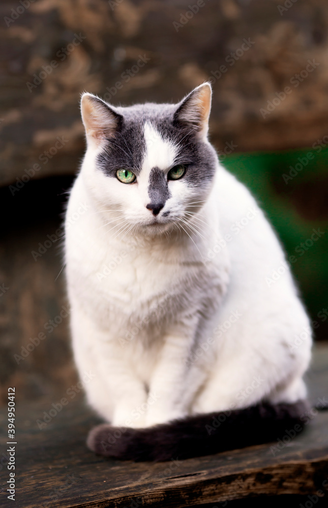 Cute White Gray Cat green eyes looking closely at the camera Cute White Gray Cat green eyes looking closely at the camera