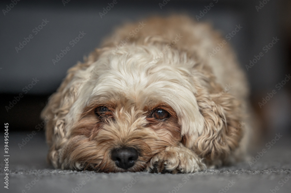 Cute Cavapoochon lying on the floor, looking directly towards the camera Cute Cavapoochon lying on the floor, looking directly towards the camera