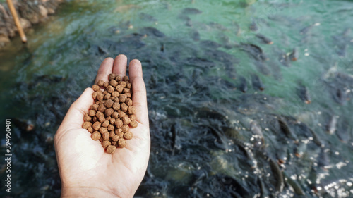 Pellets feed the fish on hand.