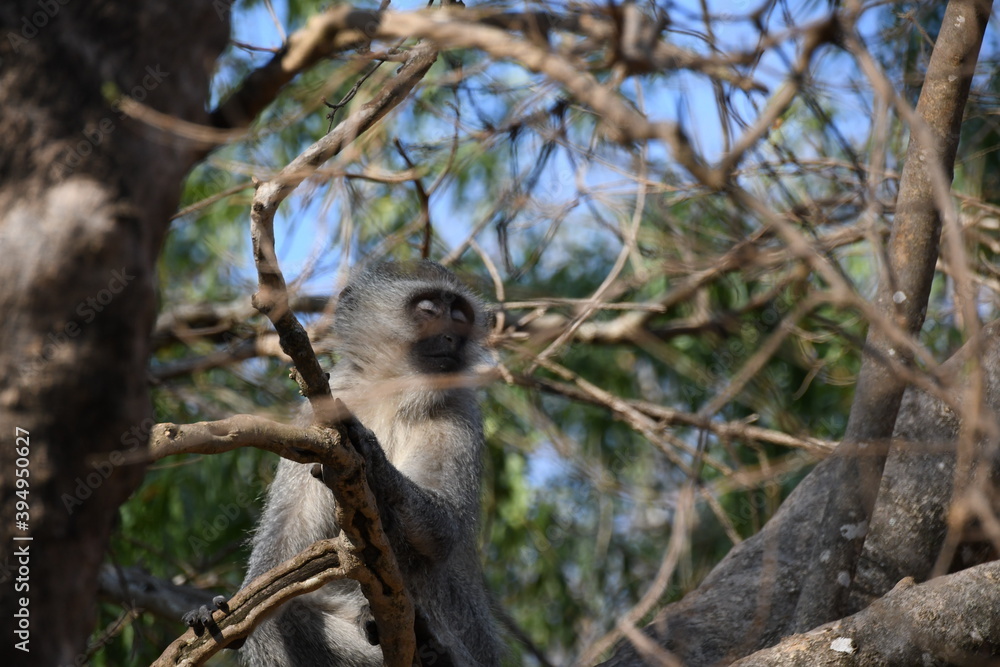 Fototapeta premium Monkey South Afrika
