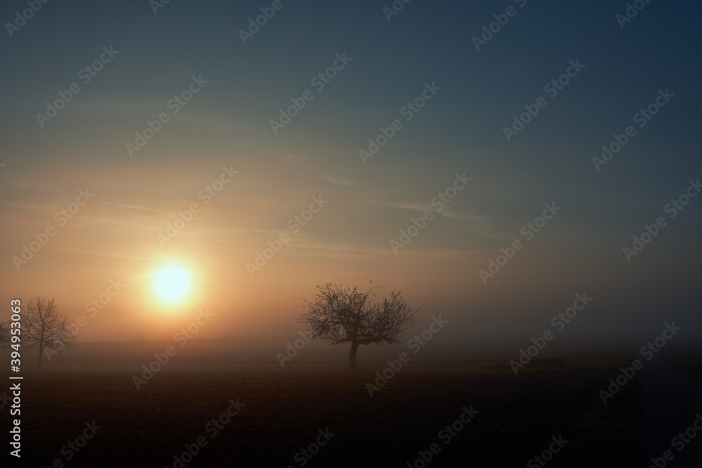 Sonnenaufgang auf den Feldern mit einem Baum