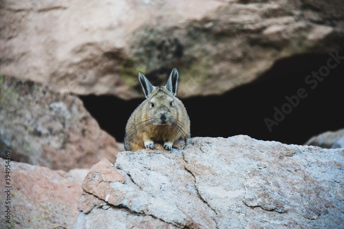 Vizcacha looking at camera sitting on rock in the altiplano in Bolivia	 photo