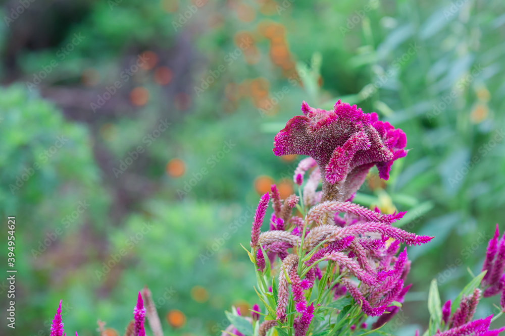 Celosia cristata, Chinese Wool Flower, Celosia argentea