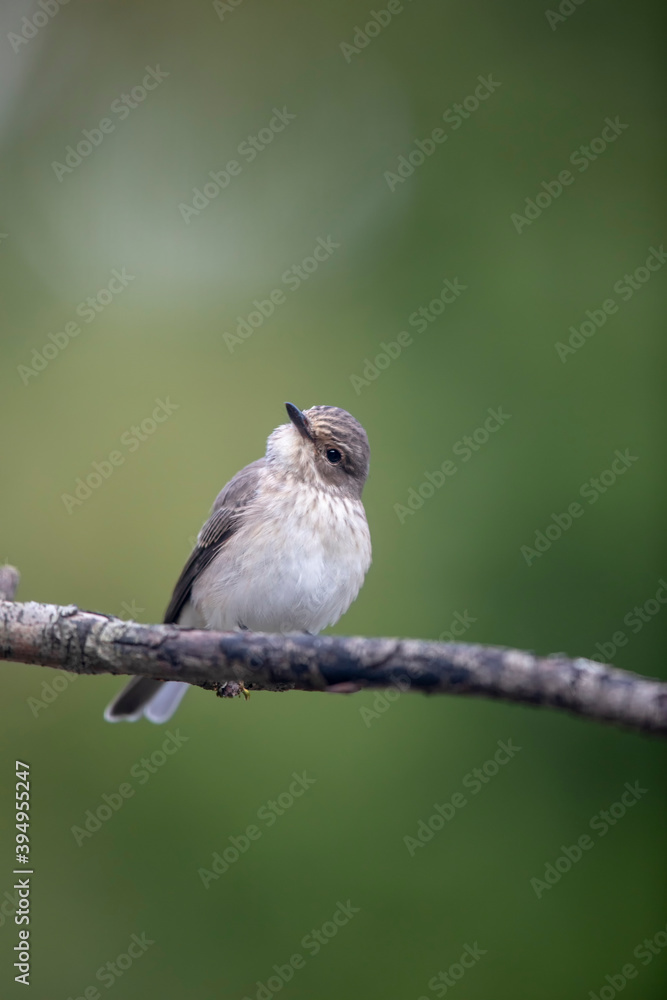 Fototapeta premium Gobemouche noir femelle Ficedula hypoleuca