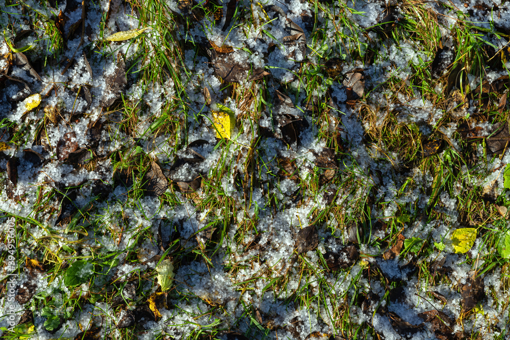 Green grass on the lawn covered with the first snow. The end of autumn and the beginning of winter. Beautiful autumn or winter background. Green grass on the lawn covered with the first snow. The end of autumn and the beginning of winter. Beautiful autumn or winter background.