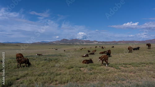 Cattle Mongolian Steppes Mountains © Daan