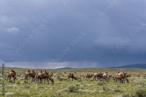 Herd of Camels in Mongolia