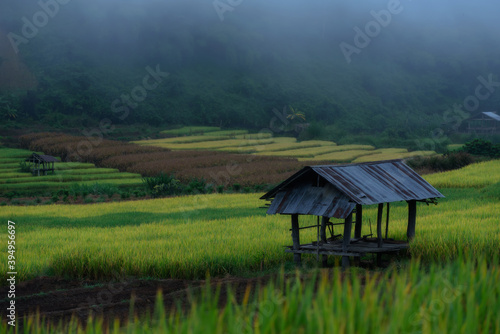 Landscape of the lined yellow terraced rice field on the mountain in Chiang mai Province, Thailand.