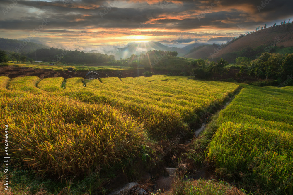 Landscape of the lined yellow terraced rice field on the mountain in Chiang mai Province, Thailand.