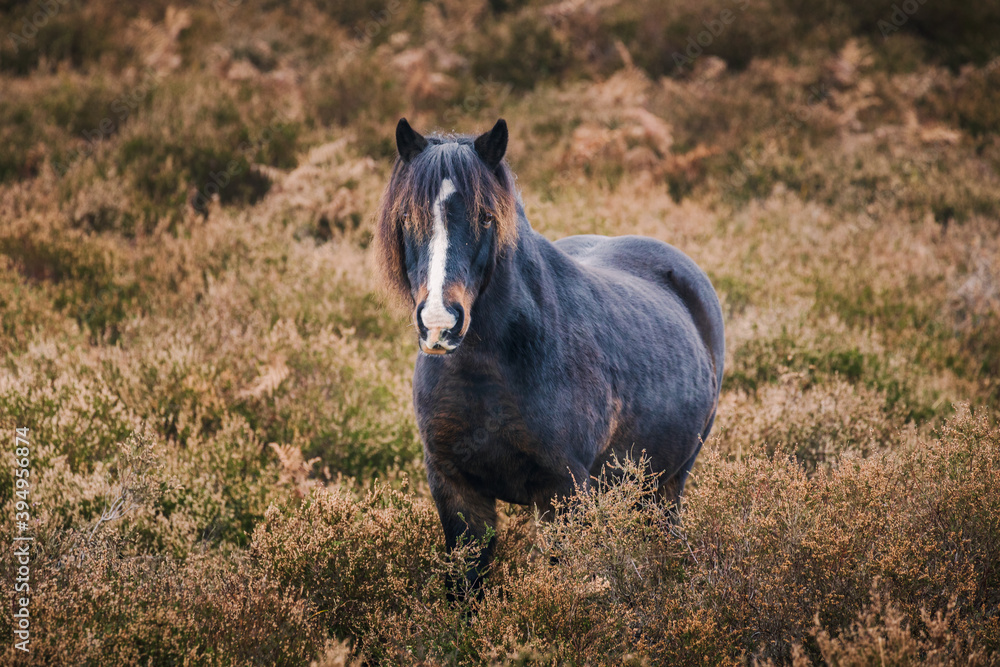 Fototapeta premium Wild pony roaming free in the meadows