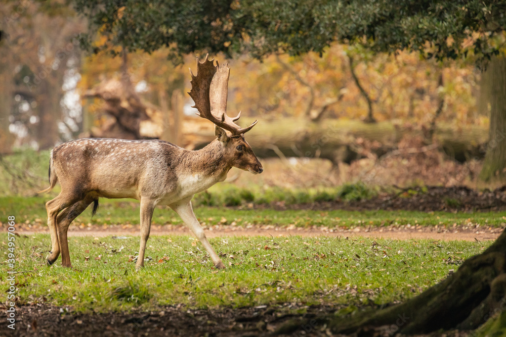 Deer walking in the grass in the middle of the trees Deer walking in the grass in the middle of the trees