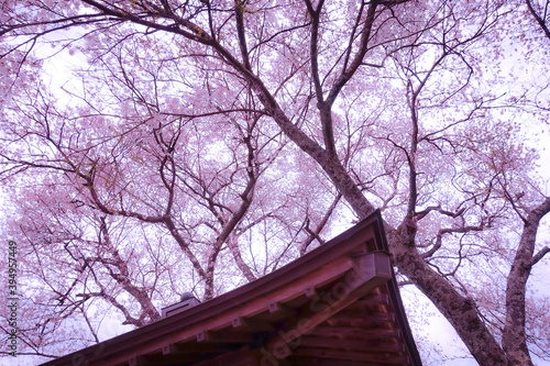 春、桜の風景 © ton_summer