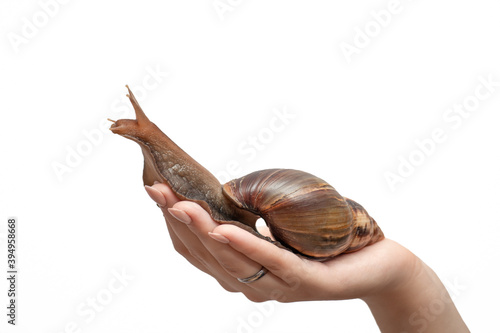 big, giant snail Achatina in a female hand on a white background, the concept of skin care, massage and cosmetology with snail slime