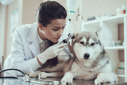 Woman examines dog that lies on table in clinic.