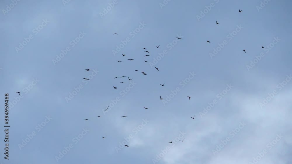 Slow speed motion scene on swarm of swifts flying scattered on grey cloudy sky in evening, chaotic pattern of bird flock, immigration animal in nature environment. Slow speed motion scene on swarm of swifts flying scattered on grey cloudy sky in evening, chaotic pattern of bird flock, immigration animal in nature environment.