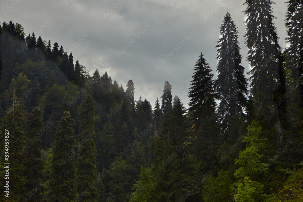 Tree crowns against the sky. Mountain landscape. forest tree