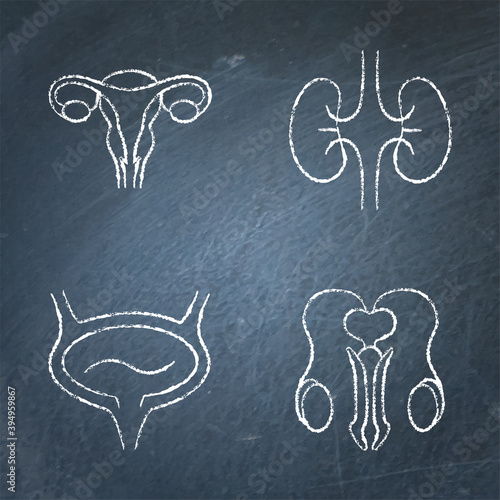 Urogenital system icon sketch set on chalkboard