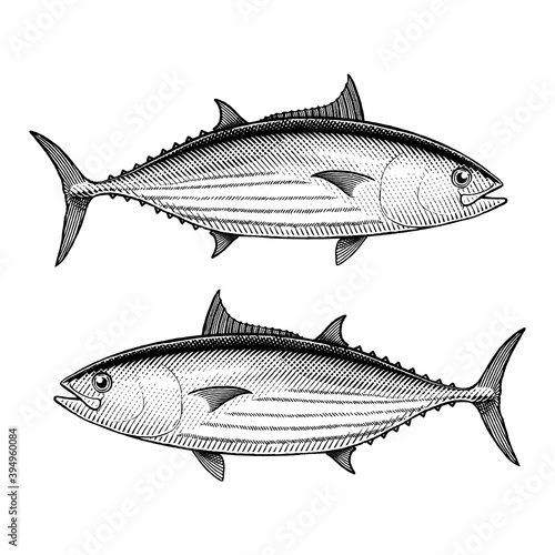 Illustration of a Skipjack tuna in a vintage style