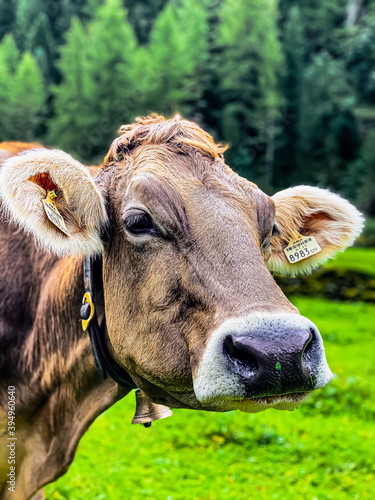 cow in the field in Austria