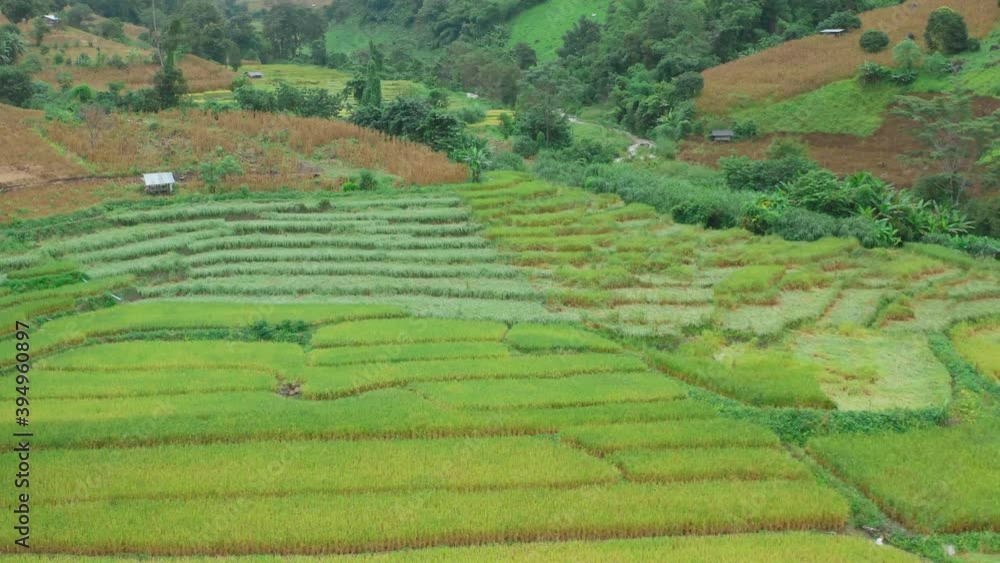 Rice Terraces in Doi inthanon national park in chiang Mai province, Thailand Rice Terraces in Doi inthanon national park in chiang Mai province, Thailand