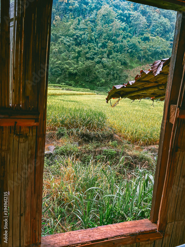 Rice Terraces in Doi inthanon national park in chiang Mai province, Thailand
