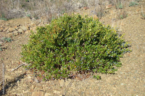 Myrtle (Myrtus communis)